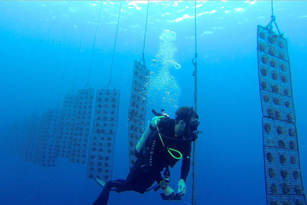 Nucleated oysters are placed in wire baskets which are anchored to long lines which gently drift in place with the warm ocean currents, giving the oysters clean waters to filter feed while they mature and the pearls grow inside. Divers periodically pull the oysters up to clean them and ensure they're in good health.